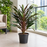 Cordyline Traveller plant