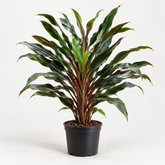 Cordyline Traveller plant