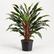 Cordyline Traveller plant