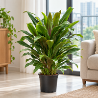 Cordyline Fruticosa brown plant