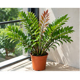 Zamiafisherii plant