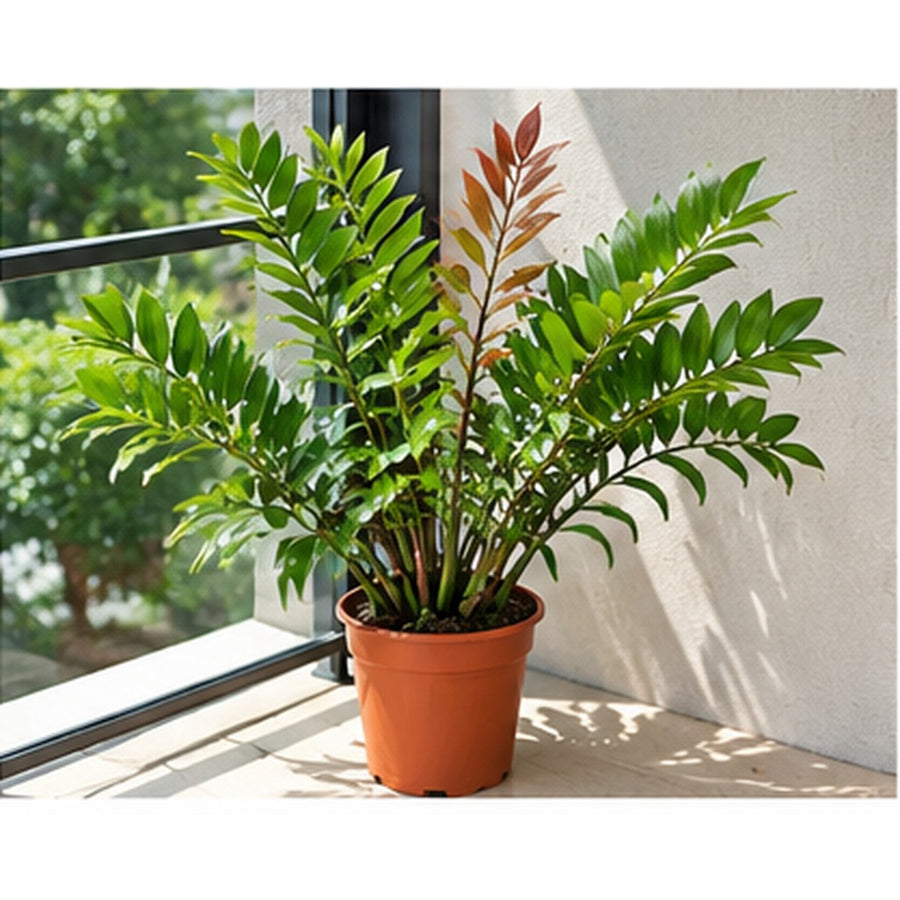 Zamiafisherii plant