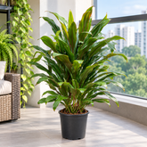 Cordyline Fruticosa brown plant