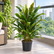 Cordyline Fruticosa brown plant