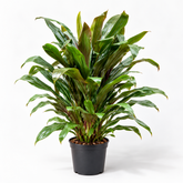 Cordyline Fruticosa brown plant