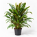 Cordyline Fruticosa brown plant