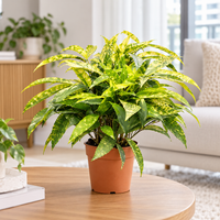 Dracaena Surculosa Yellow plant