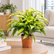 Dracaena Surculosa Yellow plant