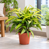 Dracaena Surculosa Yellow plant