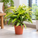 Dracaena Surculosa Yellow plant