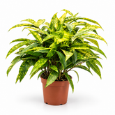 Dracaena Surculosa Yellow plant
