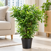 Dracaena Surculosa Mini plant