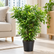Dracaena Surculosa Mini plant