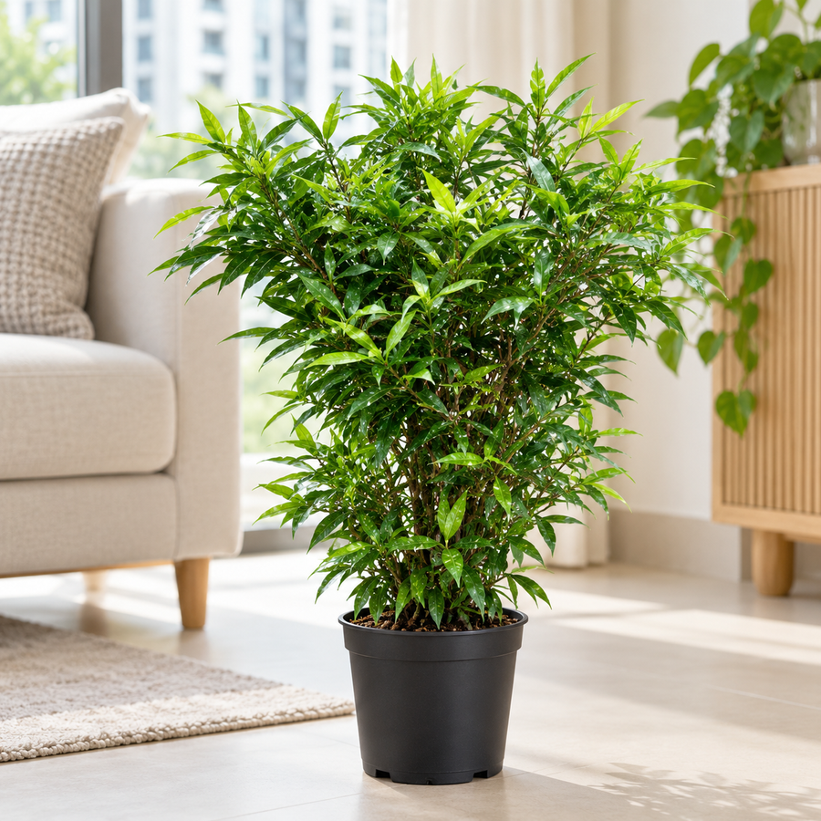 Dracaena Surculosa Mini plant