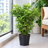 Dracaena Surculosa Mini plant