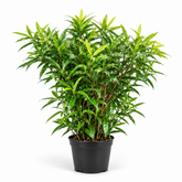 Dracaena Surculosa Mini plant