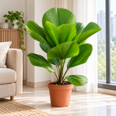Licuala Grandis plant