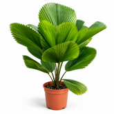 Licuala Grandis plant