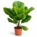 Licuala Grandis plant