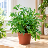 Selaginella plant