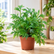Selaginella plant