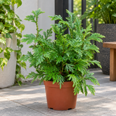 Selaginella plant