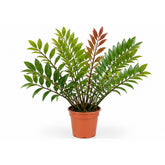 Zamiafisherii plant