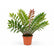 Zamiafisherii plant