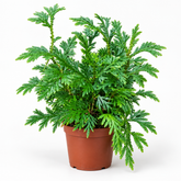 Selaginella plant