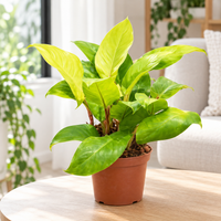 Philodendron Gold plant
