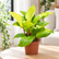 Philodendron Gold plant