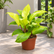 Philodendron Gold plant