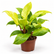 Philodendron Gold plant