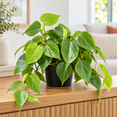 Philodendron Scanden Green plant