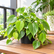 Philodendron Scanden Green plant