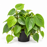 Philodendron Scanden Green plant