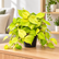 Philodendron Scanden Yellow plant