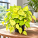 Philodendron Scanden Yellow plant