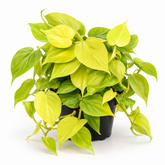 Philodendron Scanden Yellow plant