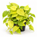 Philodendron Scanden Yellow plant