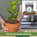 Planting Substrate Pine Bark_Artboard 8 copy 33