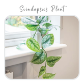 Scindapsus Plant