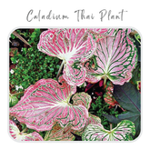 Caladium Thai Plant