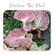 Caladium Thai Plant