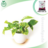 Golden Pothos Money Plan