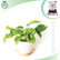 Golden Pothos Money Plan