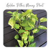 Plants Template-13