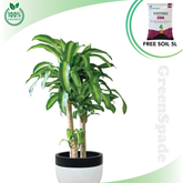 Dracaena Fragrans Plant