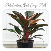 Philodendron Red Congo Plant