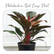 Philodendron Red Congo Plant